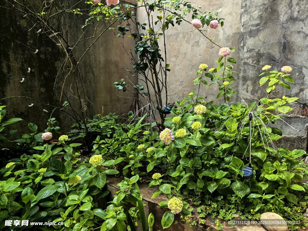 墙角绿植生机盎然