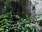 庭院中的繁茂花草景致