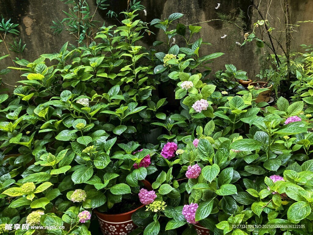繁茂绿植中的娇艳小花