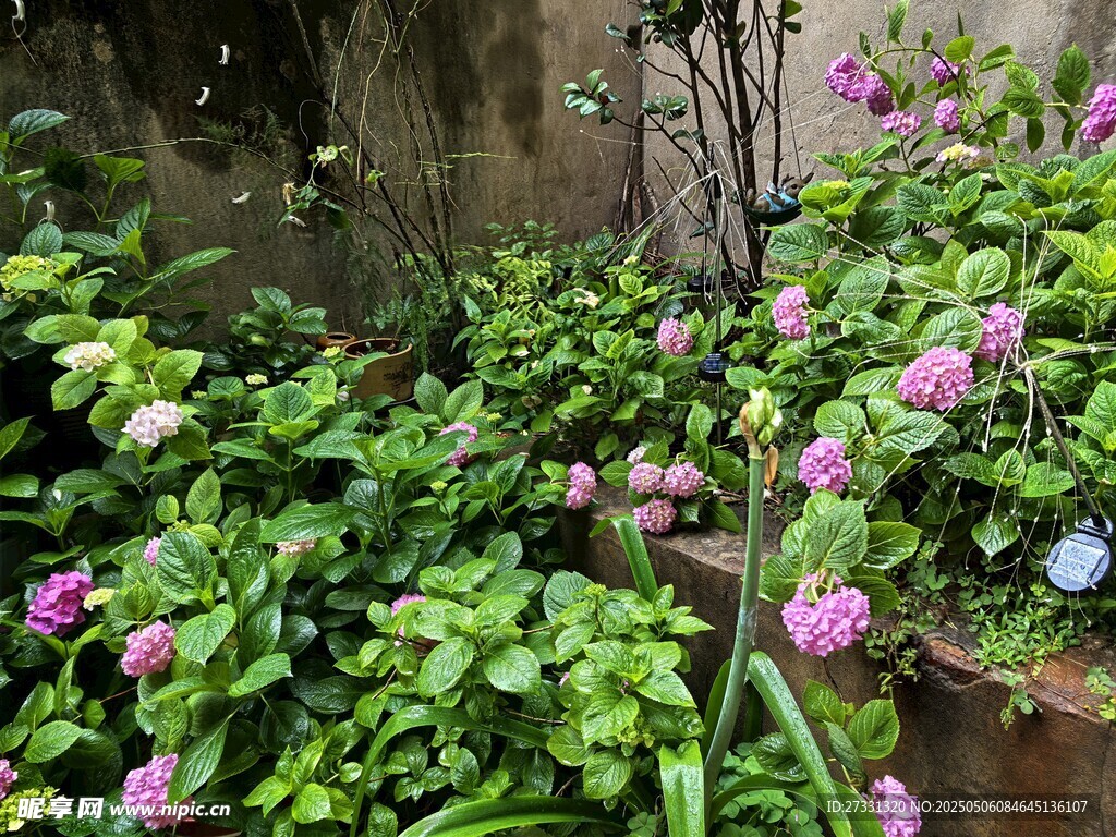 繁花绿植装点的庭院角落