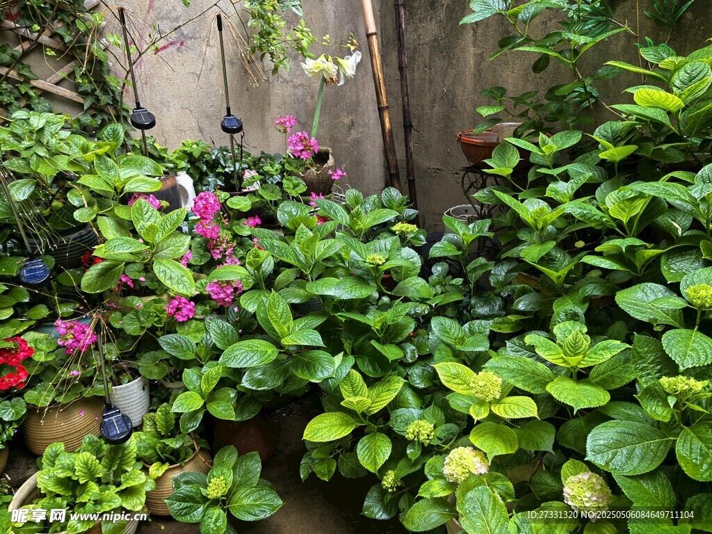 庭院绿植花卉生机勃勃