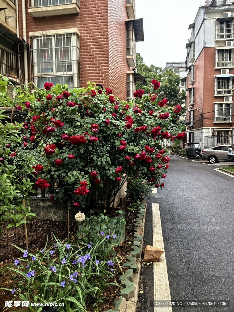 街道旁盛开的鲜艳花丛