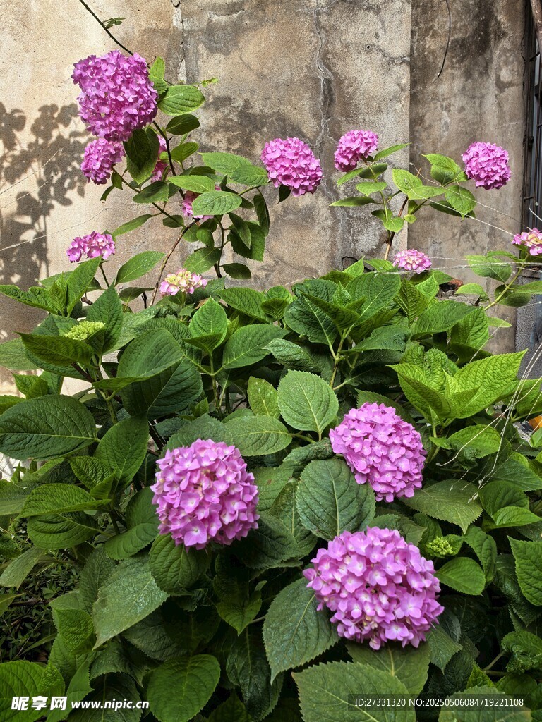 墙边绽放的美丽绣球花