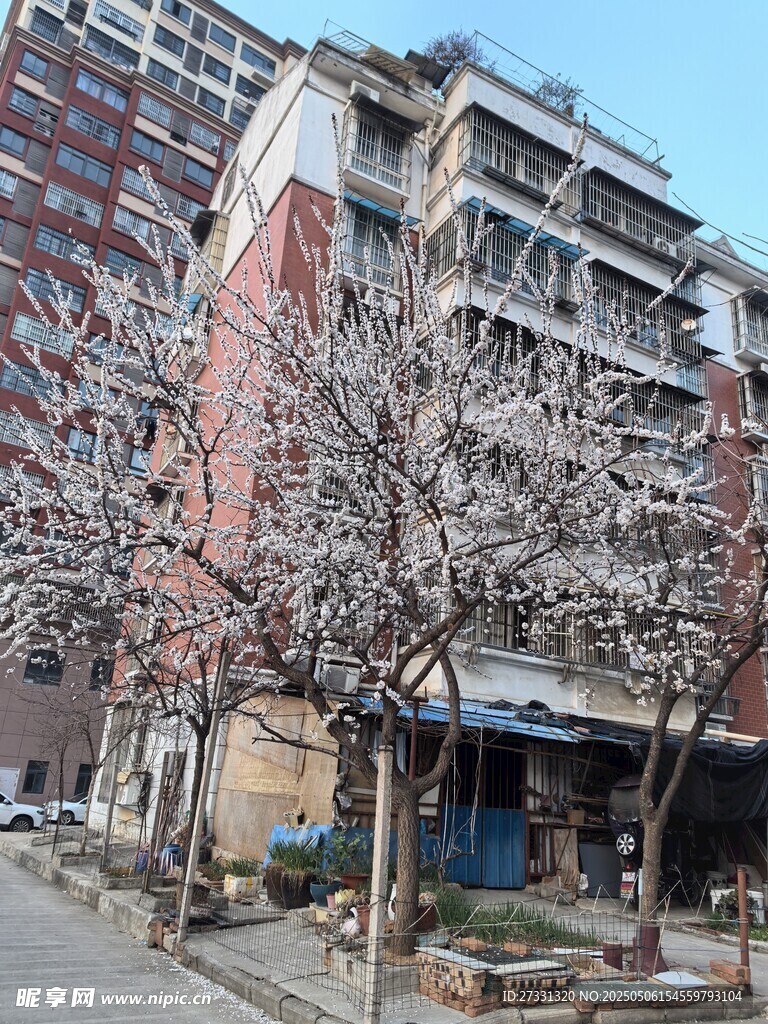 城市中绽放的繁花树木