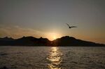 夕阳下飞鸟掠过平静海面