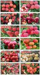 多品种荔枝