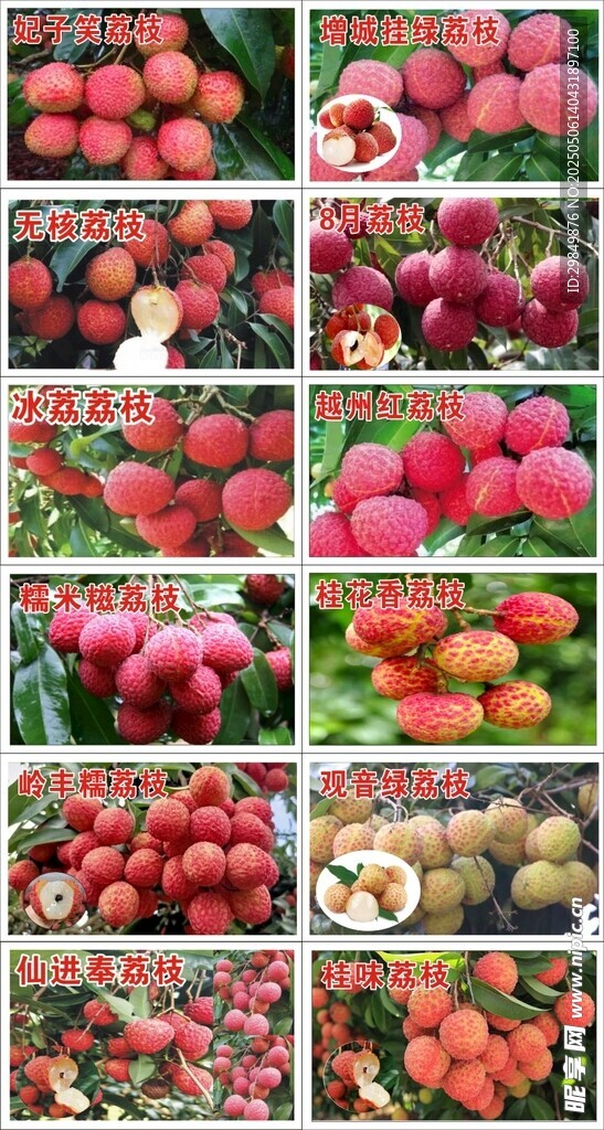多品种荔枝