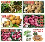 龙眼水果展示