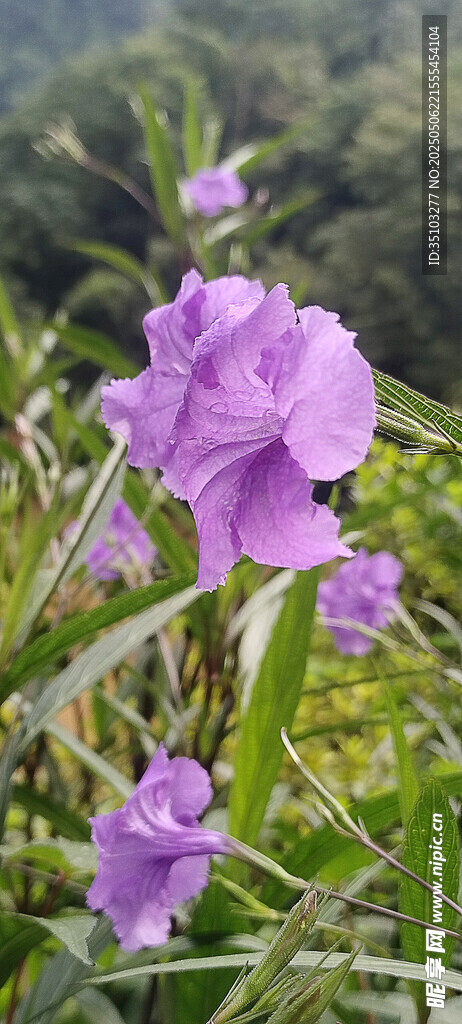 鸢尾花