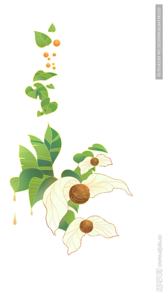 藤蔓花朵珙桐插画