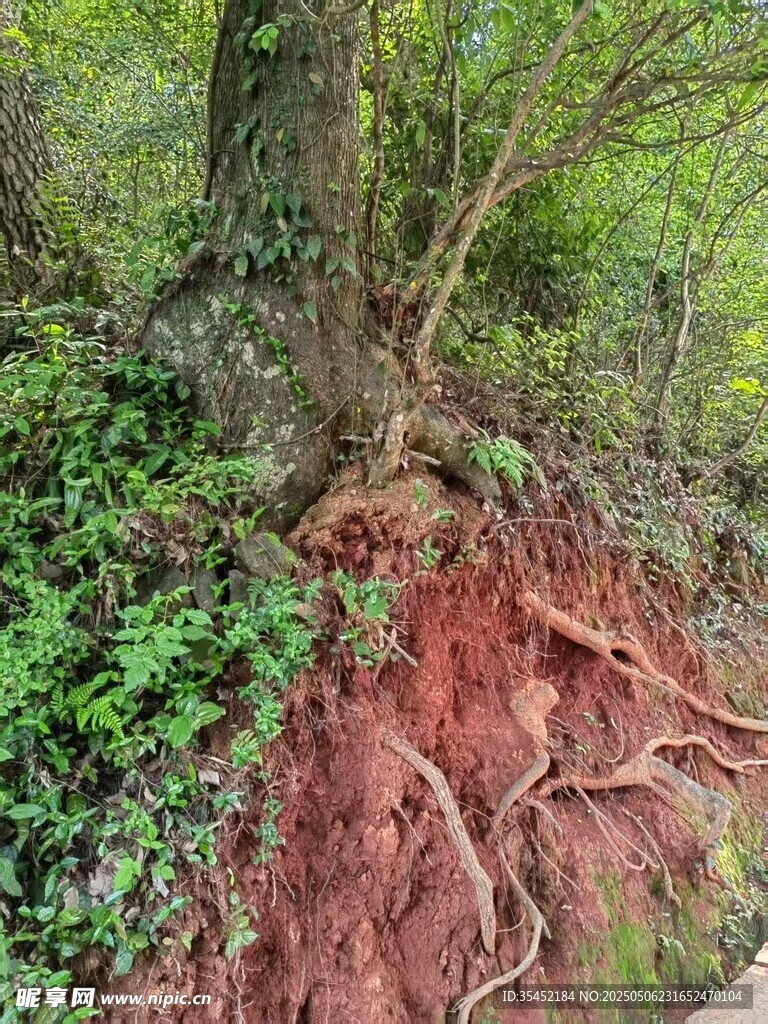 树根