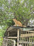 屋顶上的猫咪