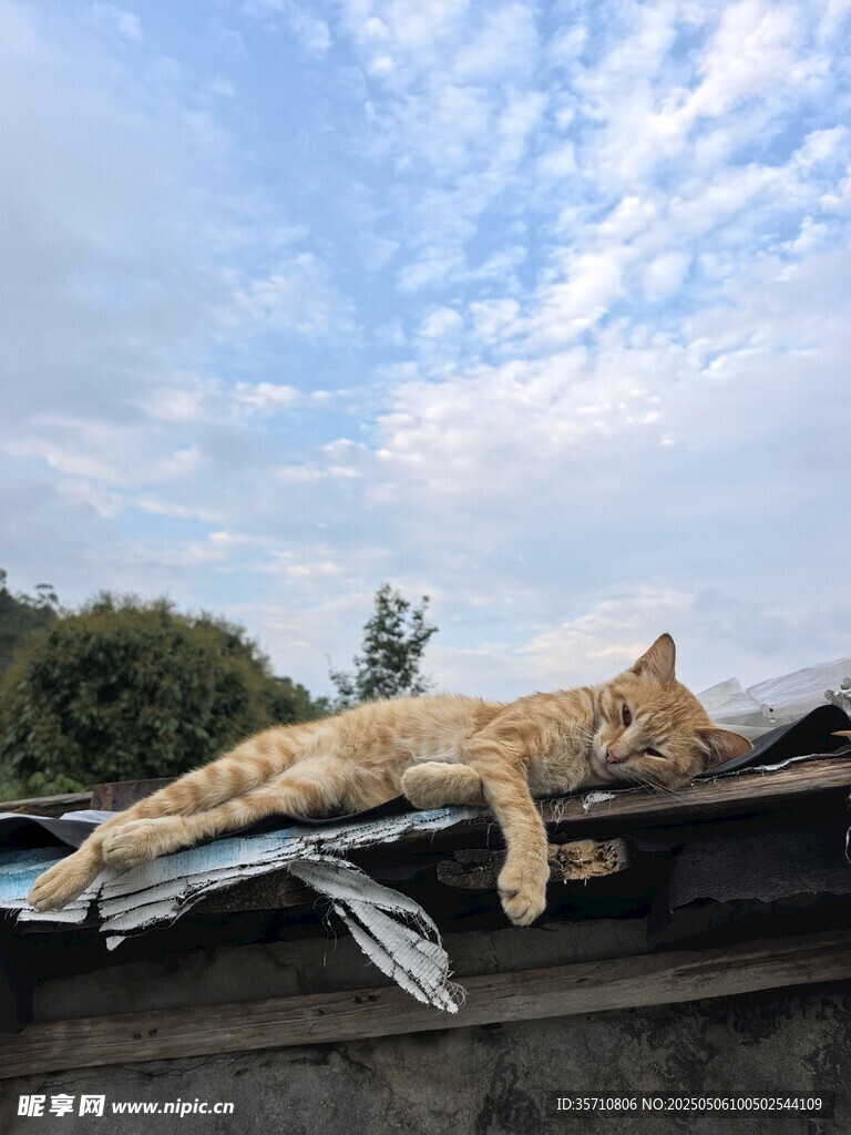 屋顶上惬意躺卧的猫咪