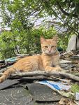 橘猫惬意躺于杂物之上