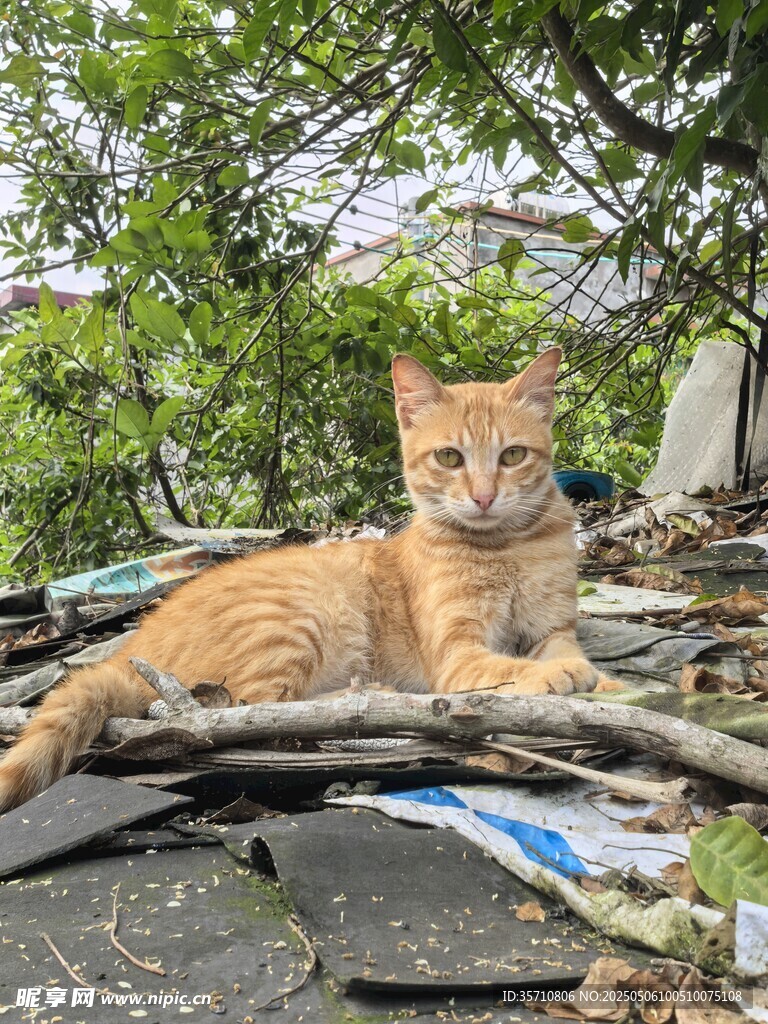 橘猫惬意躺于杂物之上
