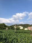 田园风光中的葱郁农田