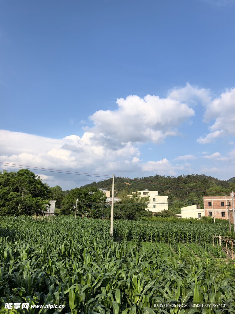 田园风光中的葱郁农田