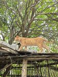 屋顶上的小猫