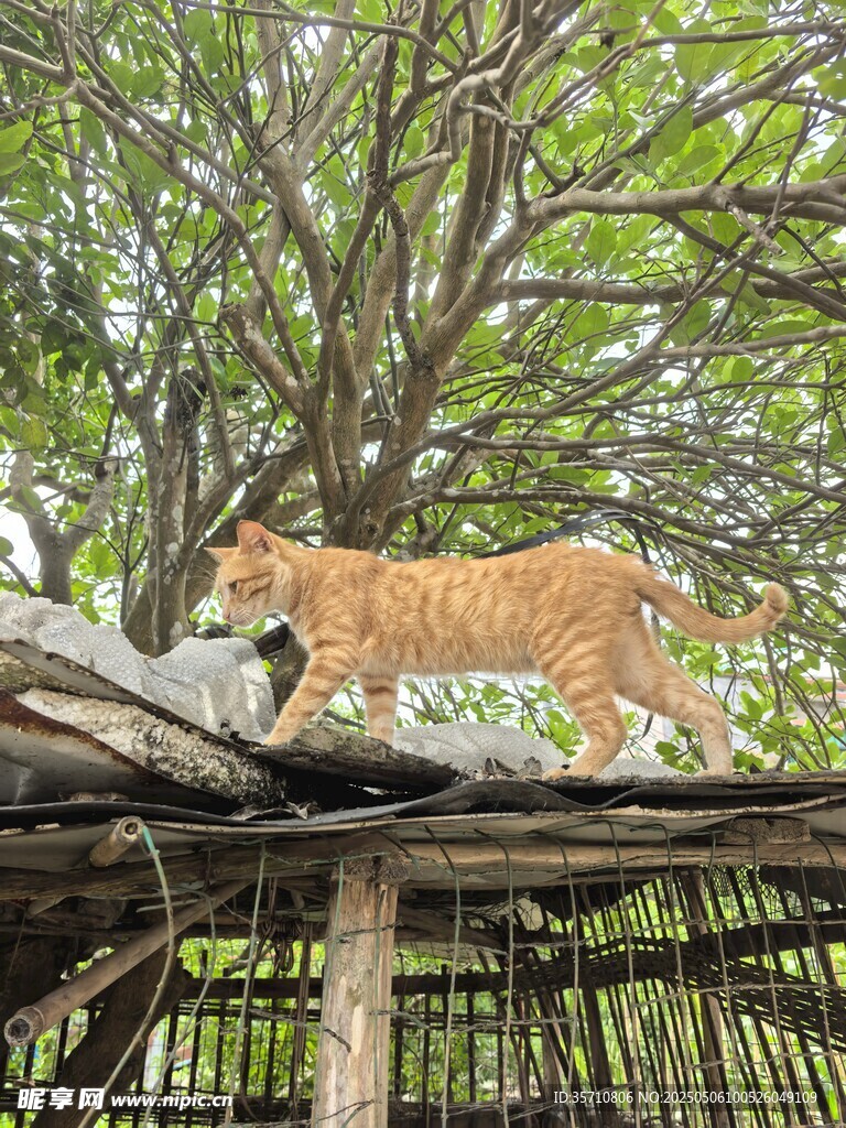 屋顶上的小猫