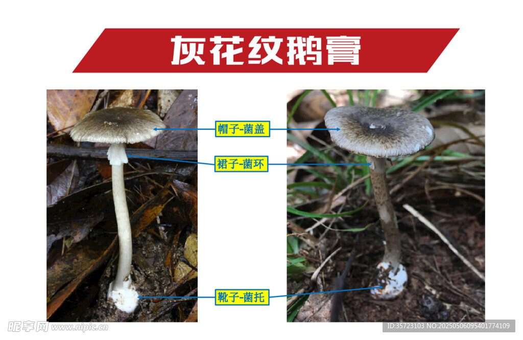 毒蘑菇