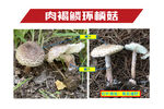 肉褐鳞环柄菇毒蘑菇