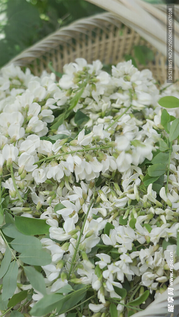 竹篮中的槐花