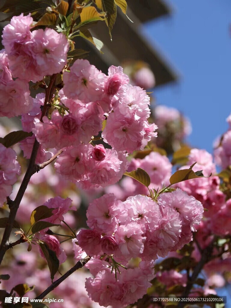 樱花