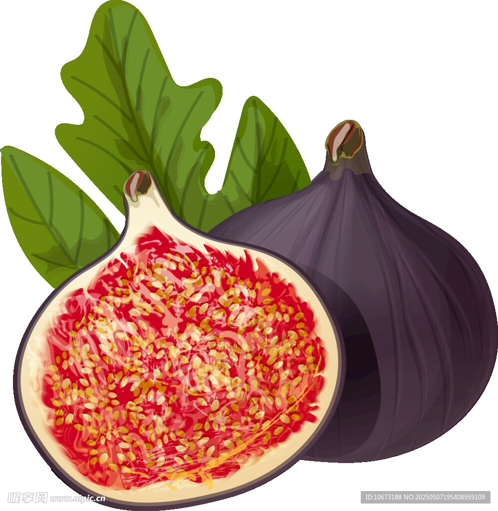 新鲜无花果插画