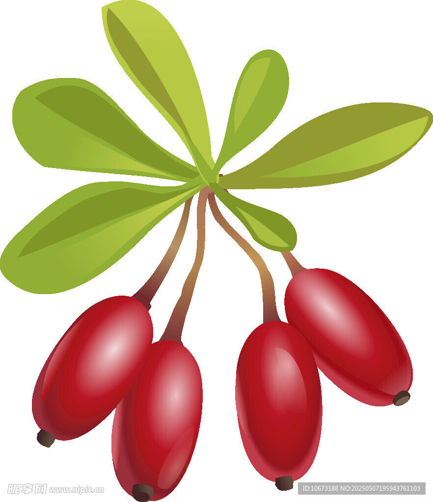 红果绿叶植物果实插画