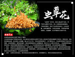 虫草花