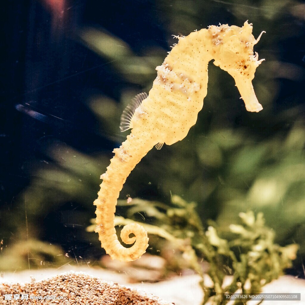 黄色海马于水中优雅姿态