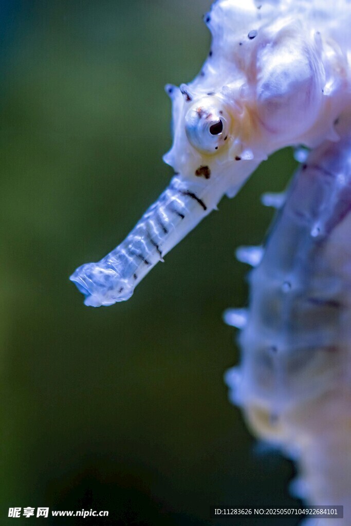 梦幻海马特写