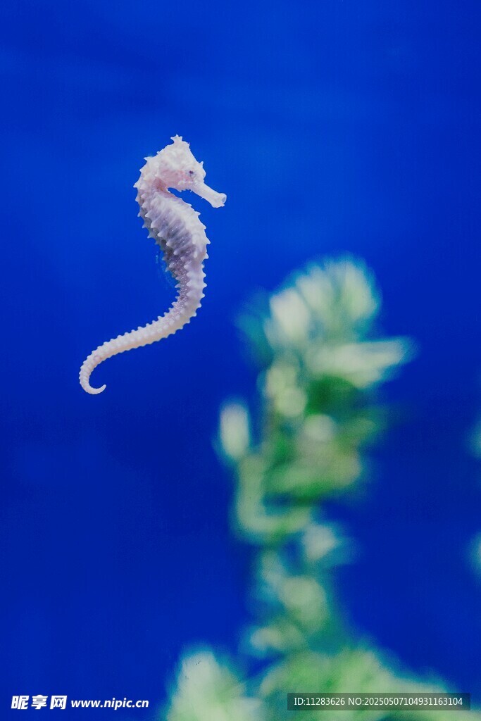 水中优雅海马特写
