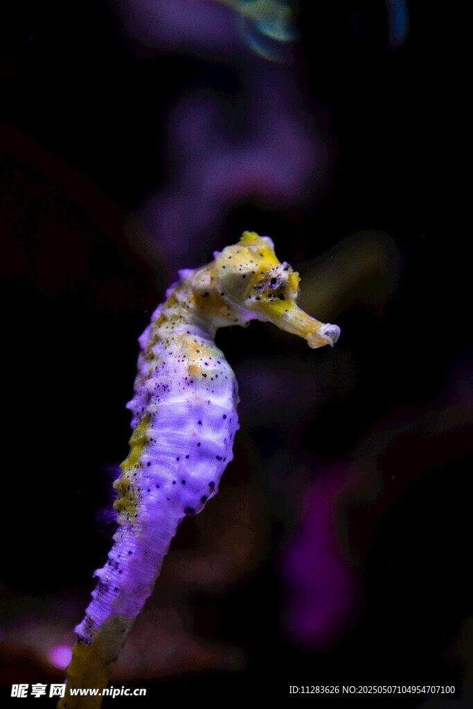 梦幻紫色海马特写