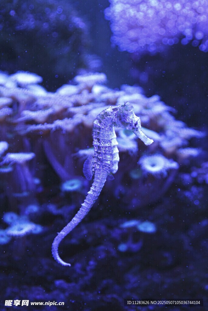 水中优雅海马
