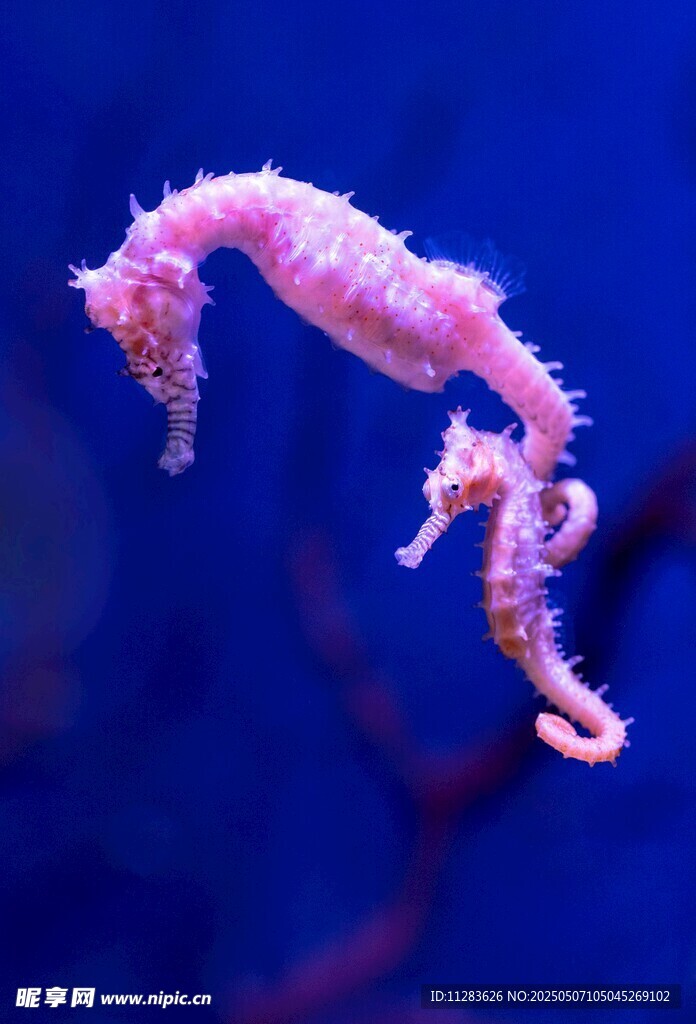 粉色海马在水中优雅游动