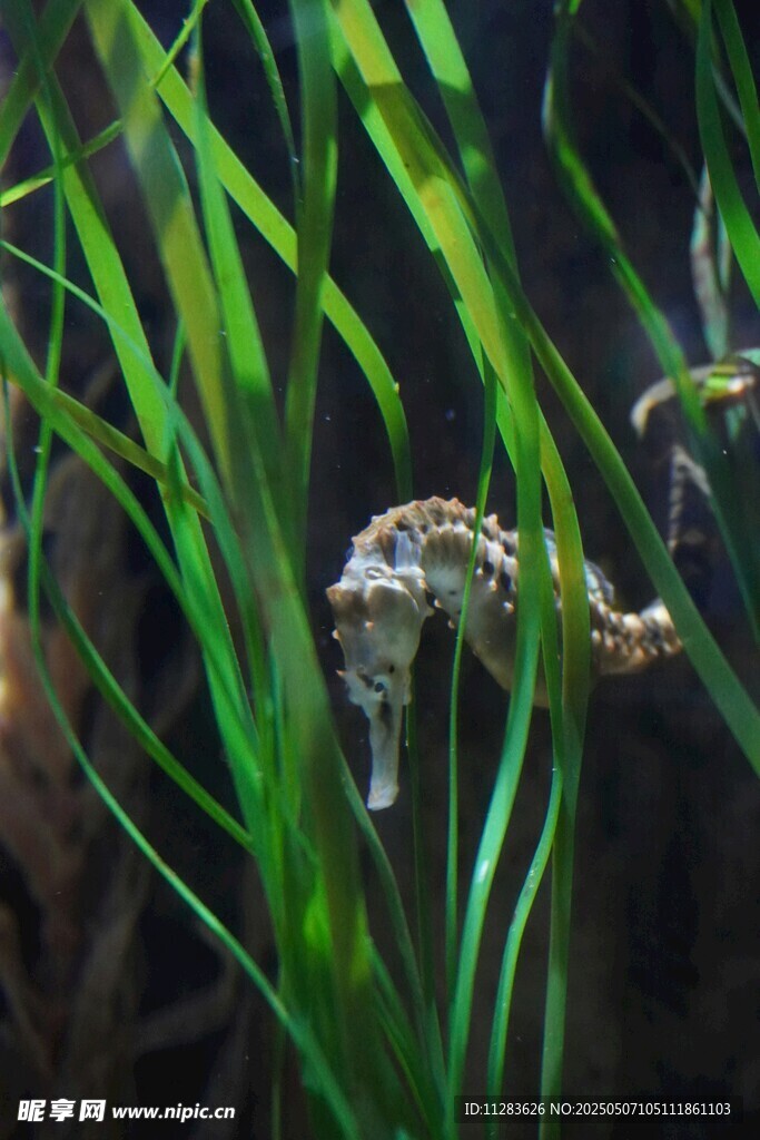 水草间的海马