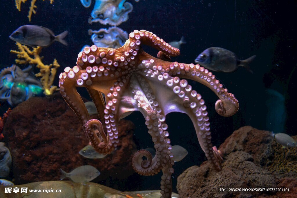 水族馆中的迷人章鱼