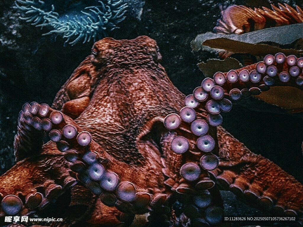 深海中的神秘章鱼