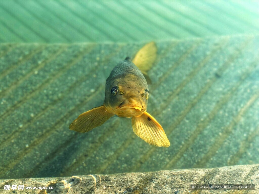 水中畅游的黄色小鱼