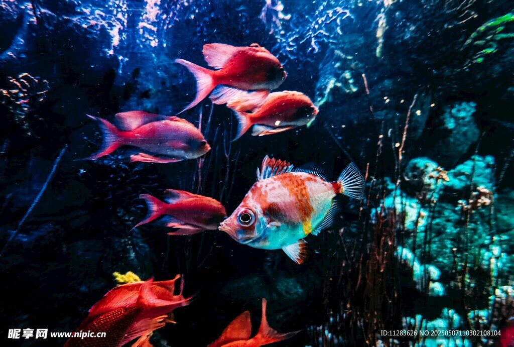海底缤纷鱼群与珊瑚景观