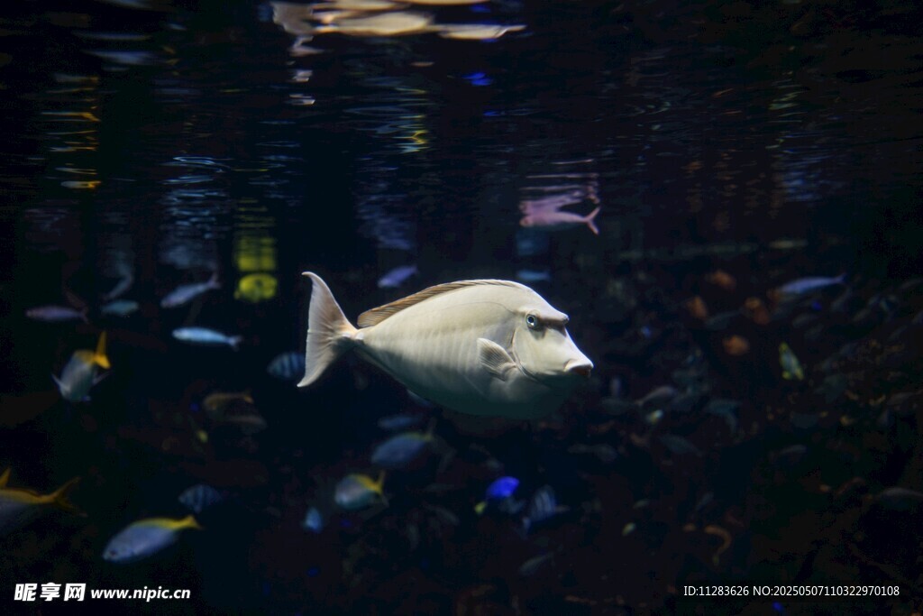 水族馆中的独特鱼类