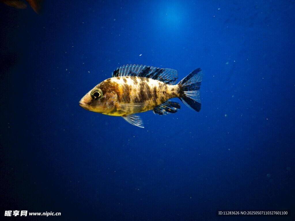 深海中的条纹鱼