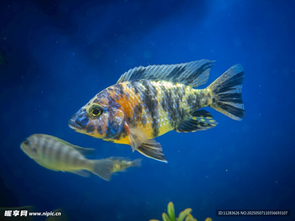 多彩观赏鱼在水中悠游