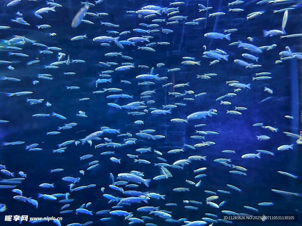 海洋鱼群景观