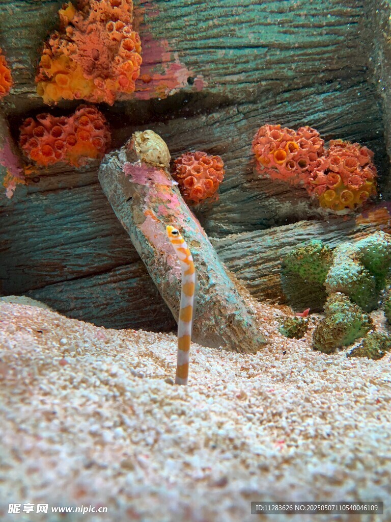海底珊瑚与海草景观