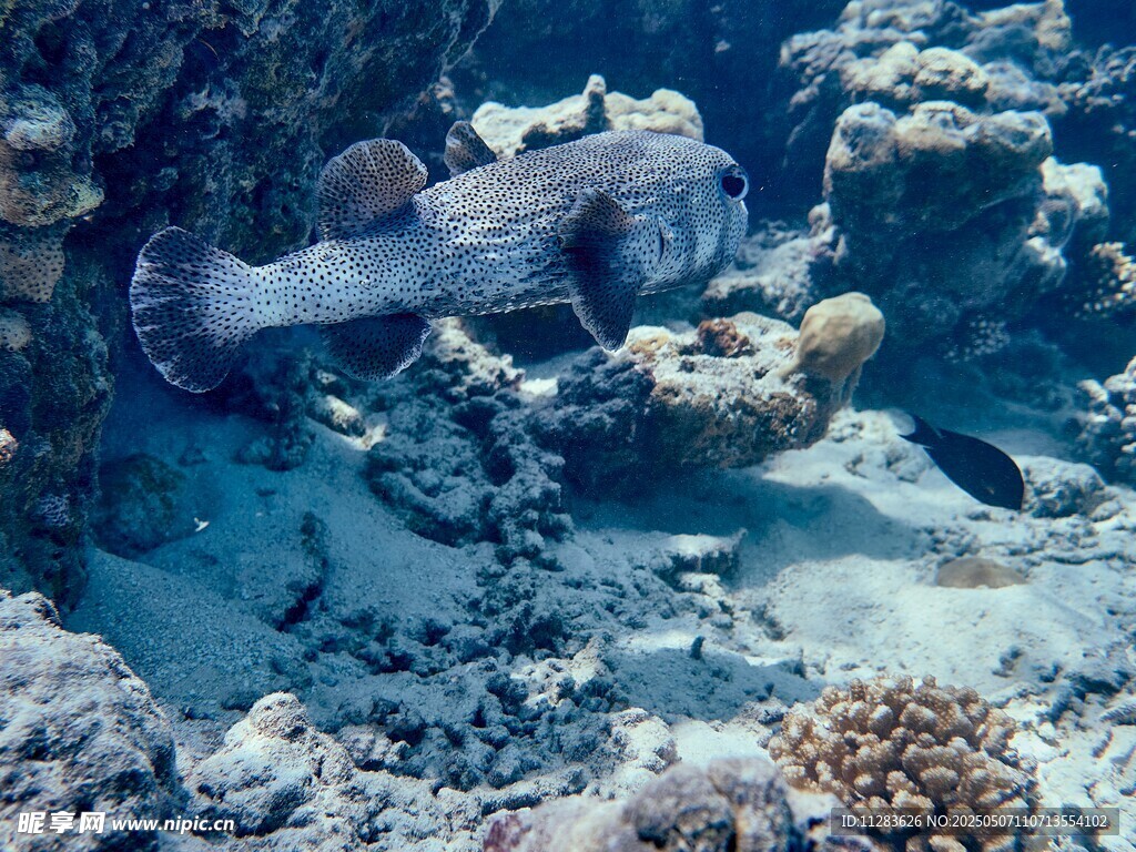 海底的神秘鱼类与珊瑚
