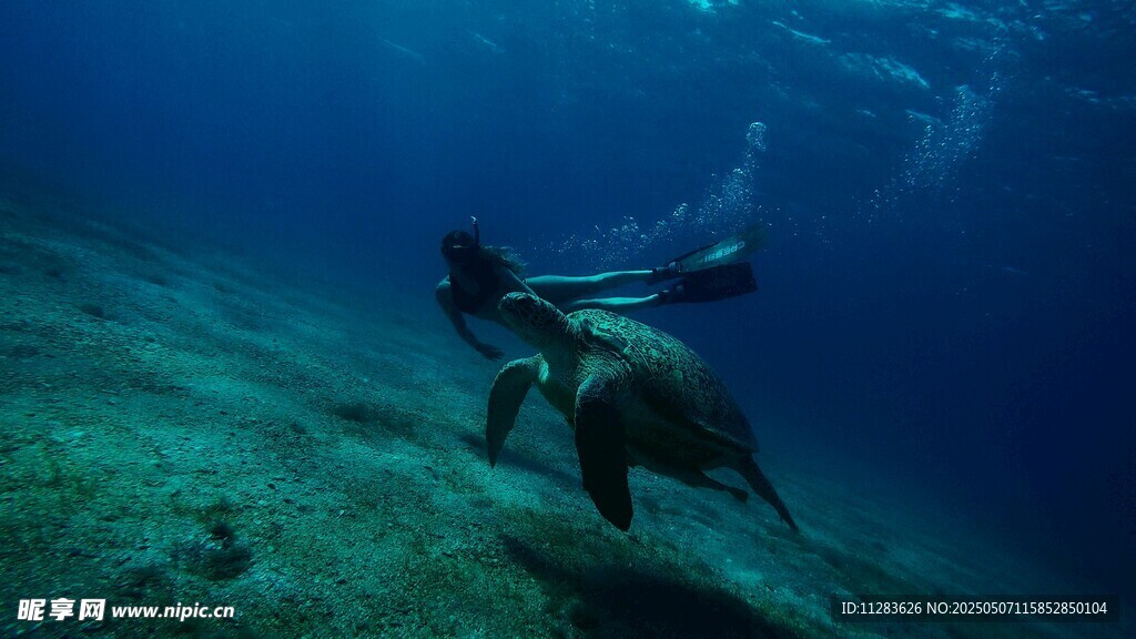 潜水员与海龟同游海底