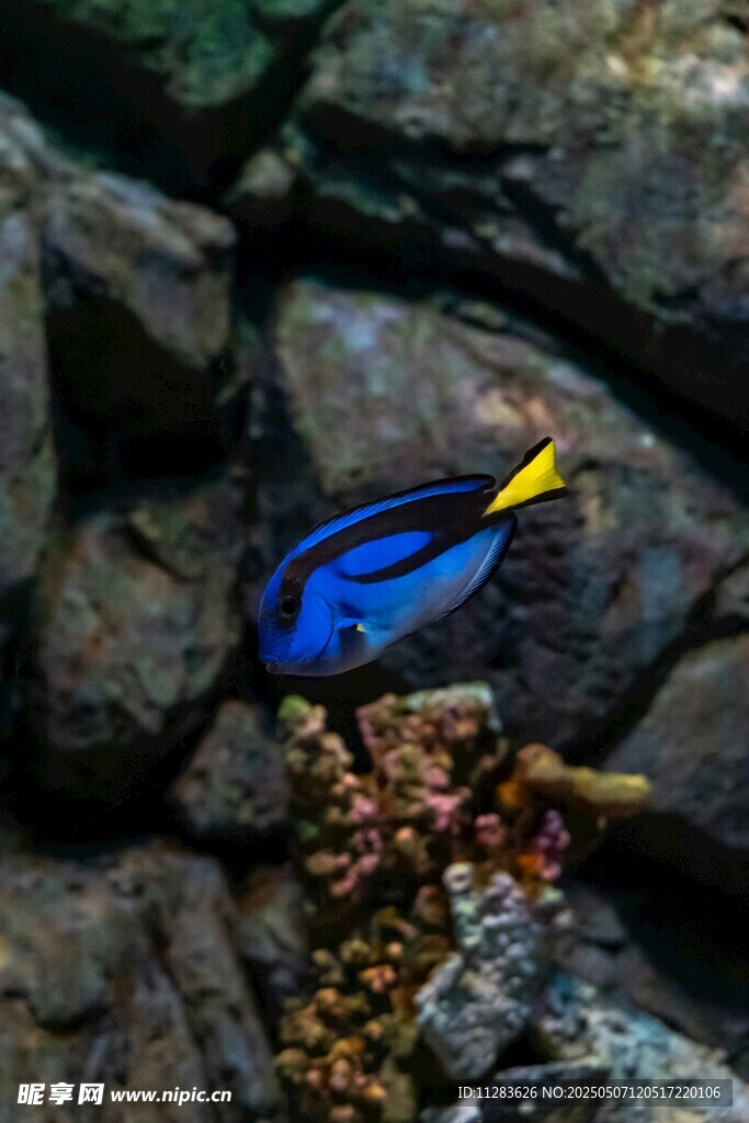 蓝色海鱼栖息礁石间