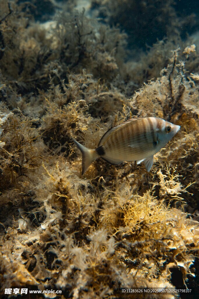 海底游鱼与繁茂海草景观